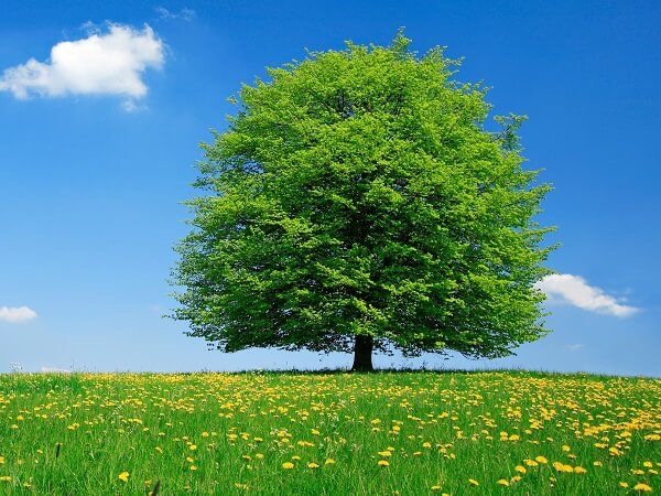 10 ต้นไม้มงคล 2566 เสริมโชคลาภ รับความเฮงตลอดปี!!!